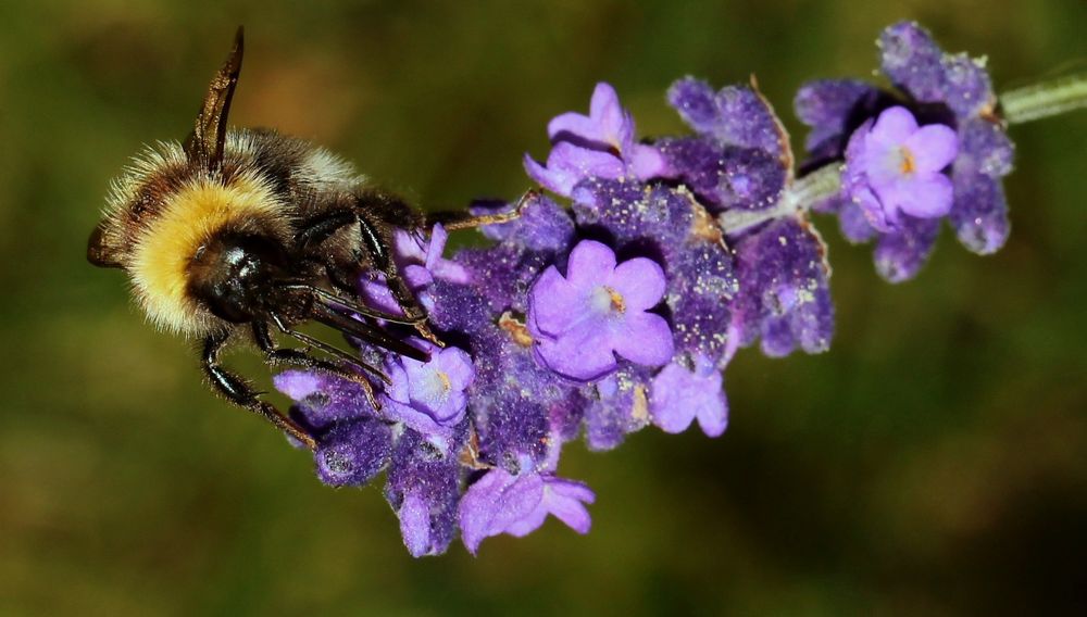 (2) Hummel auf Lavendelblüte...