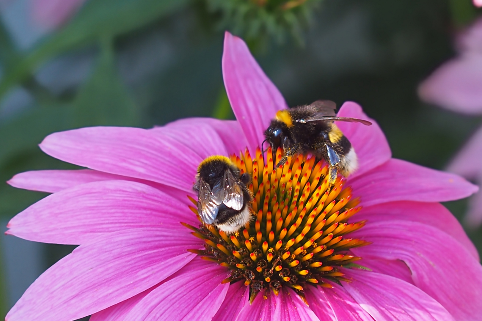 2 Hummeln auf der Echinacea