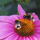 2 Hummeln auf der Echinacea