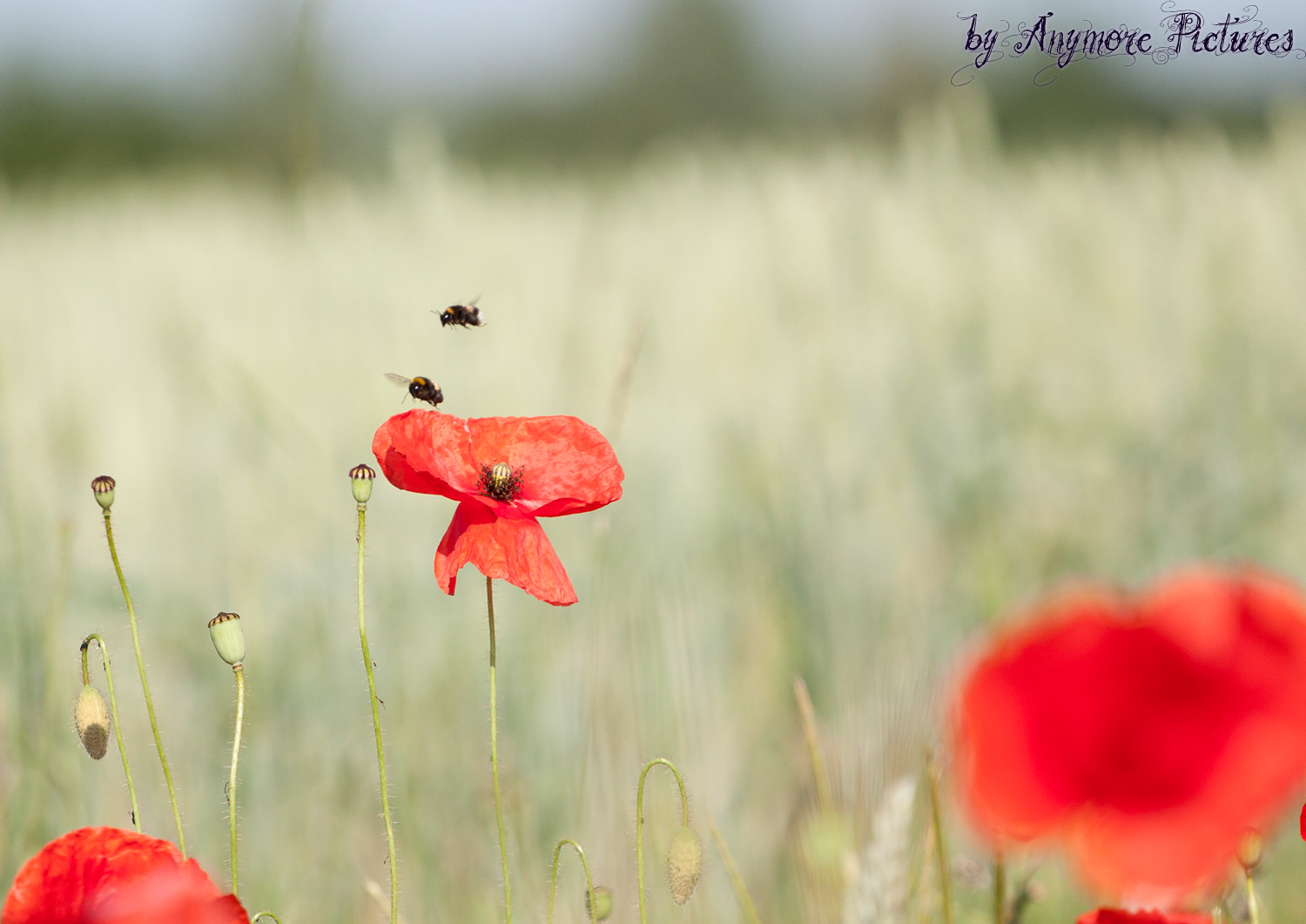 2 Hummeln aus der Mohnblume