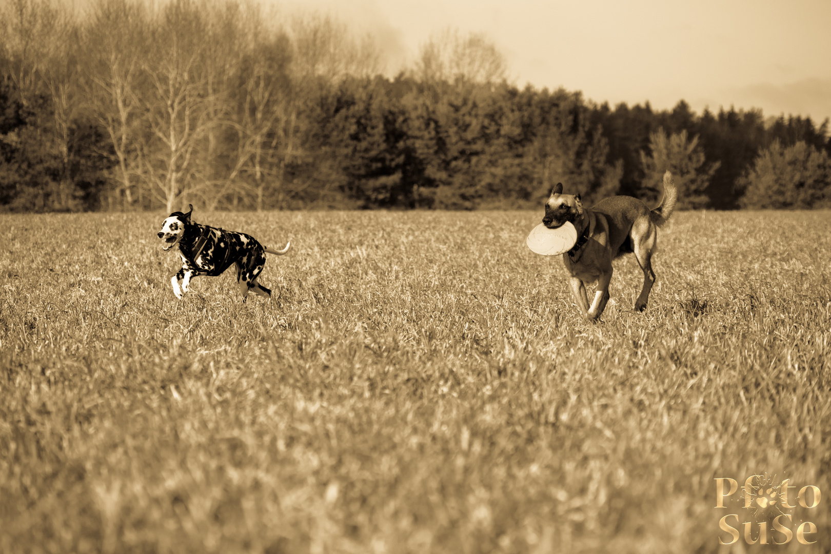 2 Hunde - 1 Frisbee - 0 Streit