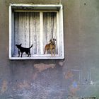 2 Hunde auf der Fensterbank