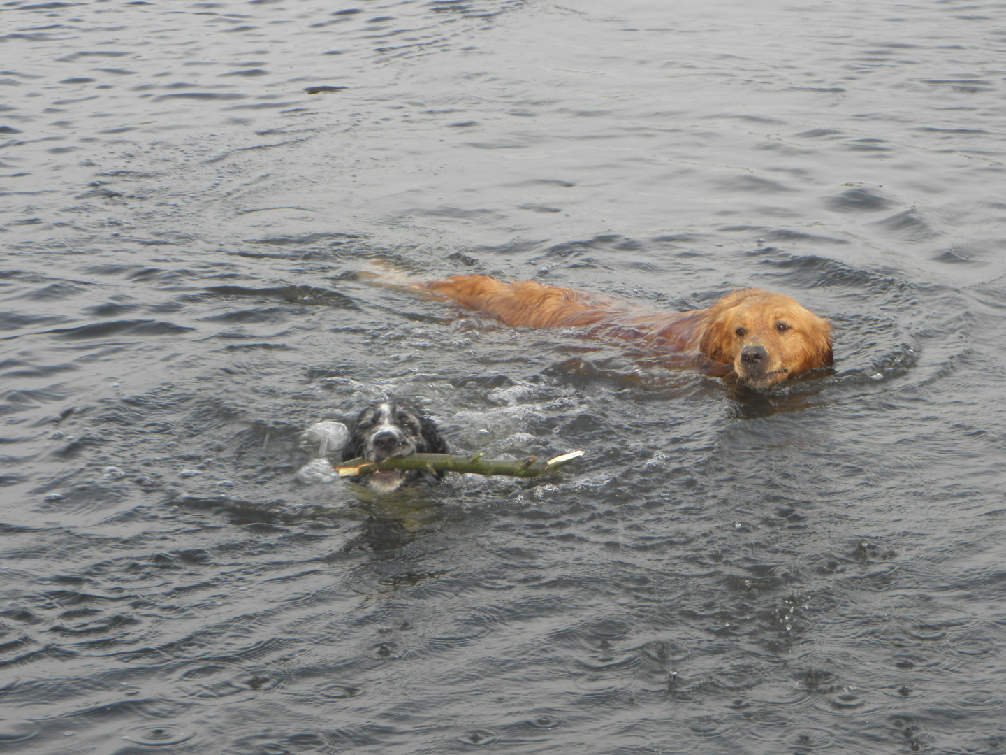 2 Hunde beim Schwimmen