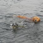 2 Hunde beim Schwimmen