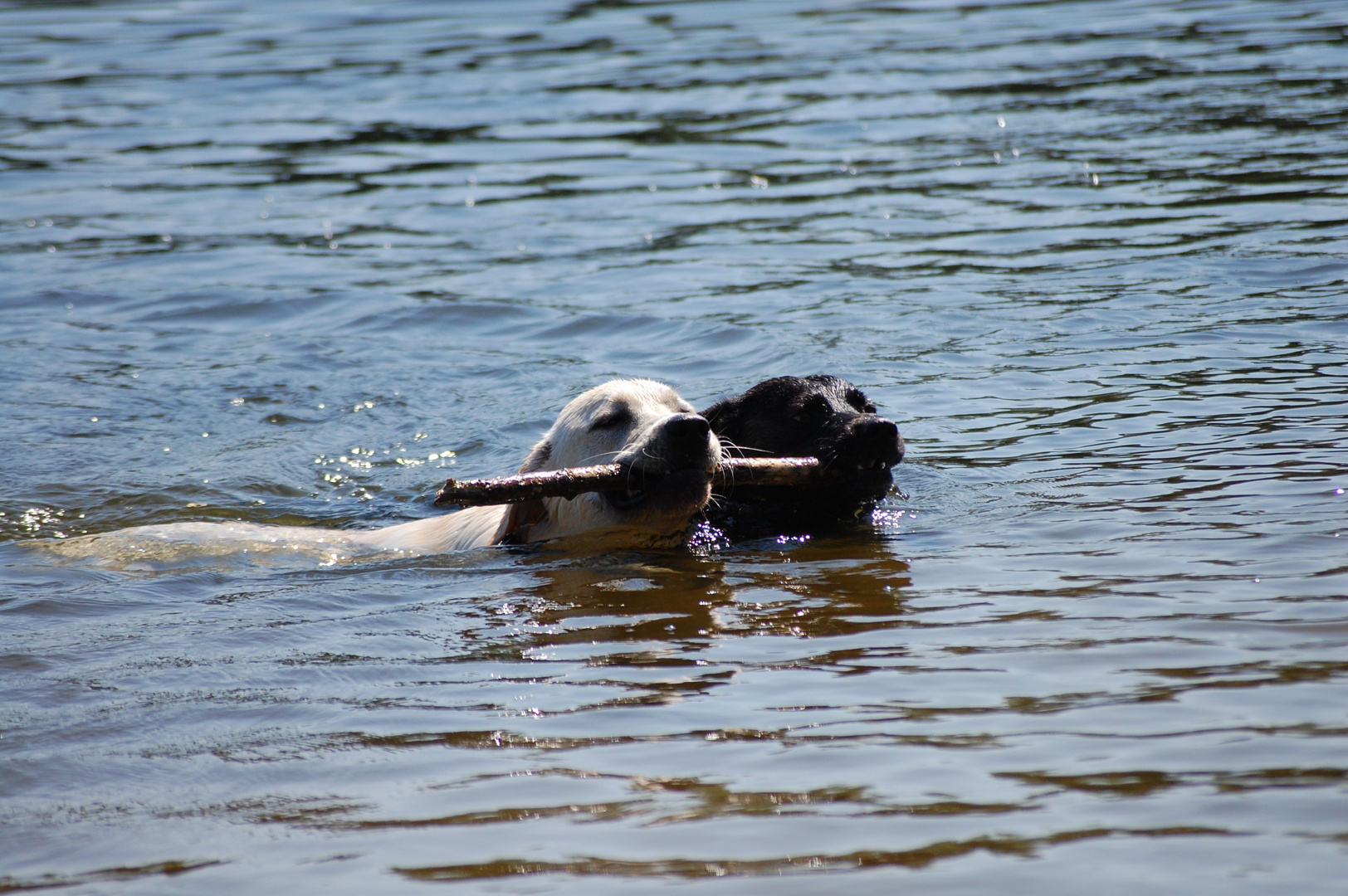 2 Hunde, ein See und ein Stöckchen