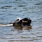 2 Hunde, ein See und ein Stöckchen