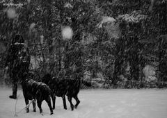 2 Hunde im Schnee