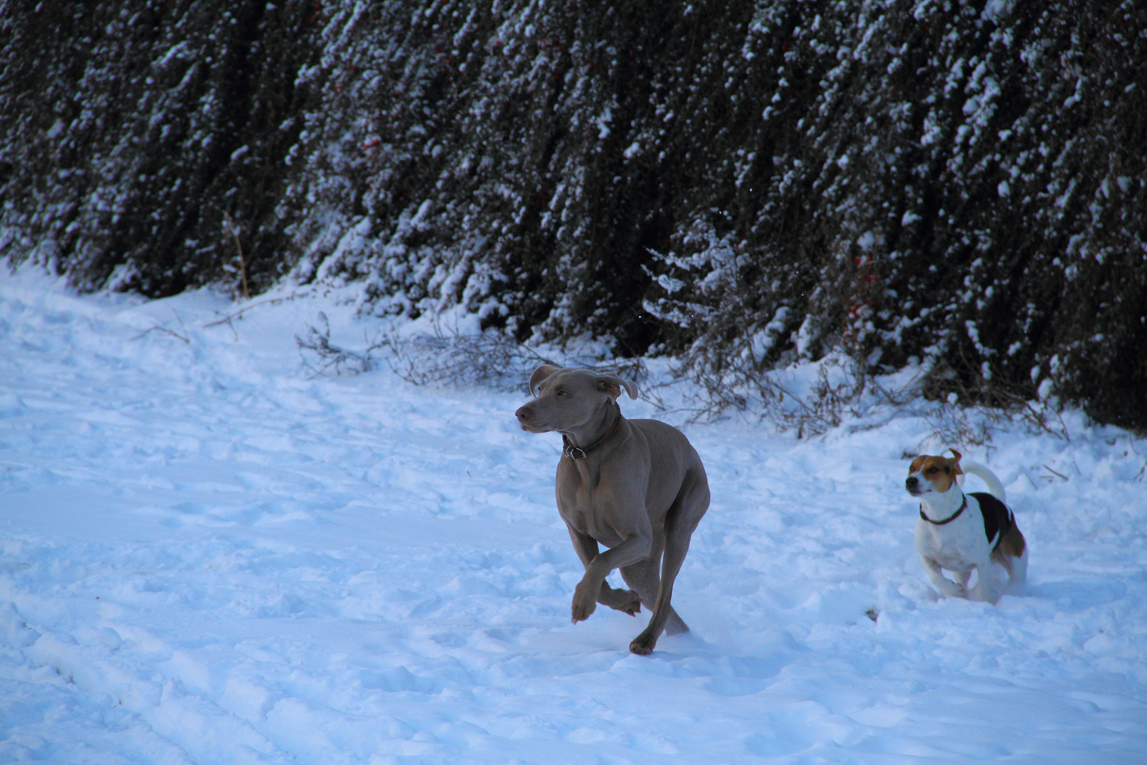 2 Hunde spielen im Schnee