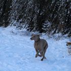 2 Hunde spielen im Schnee