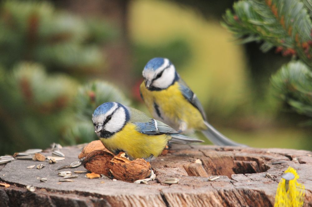 2 hungrige Blaumeisen