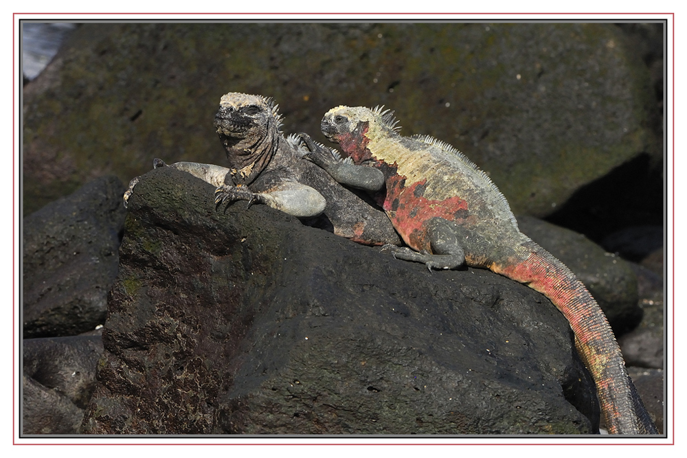 2 Iguanes se chauffent au soleil