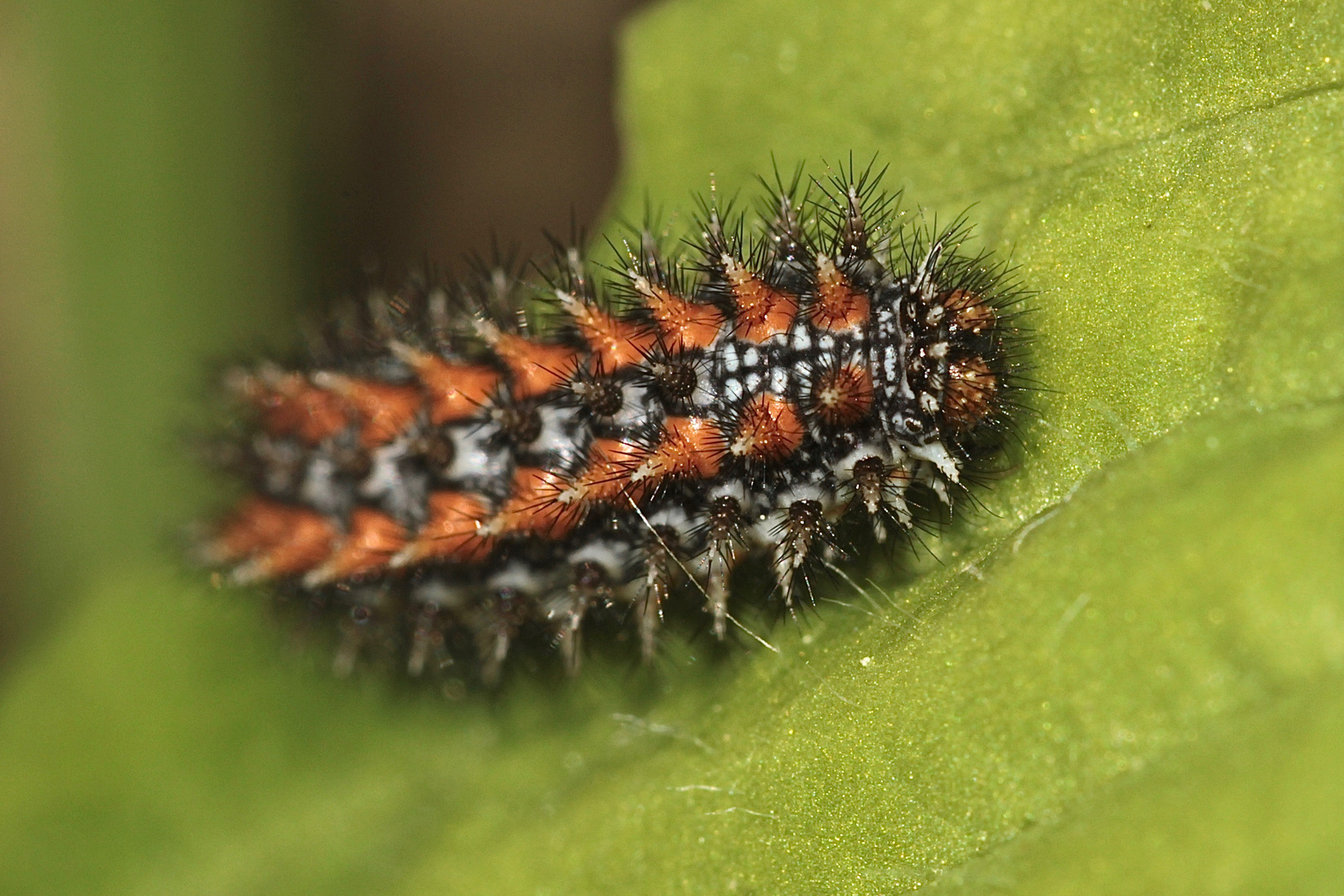 (2) Im Nachgang zur Puppe des Roten Scheckenfalters (Melitaea didyma) ...