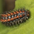 (2) Im Nachgang zur Puppe des Roten Scheckenfalters (Melitaea didyma) ...