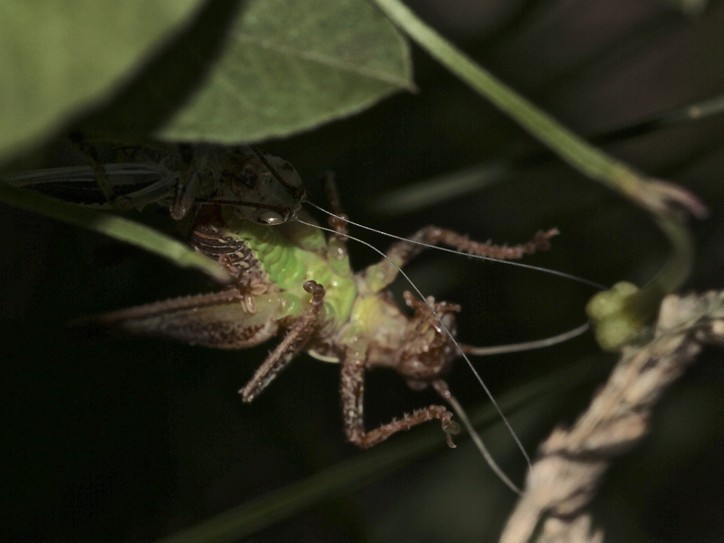 (2) Imaginalhäutung der Gemeinen Strauchschrecke (Pholidoptera griseoaptera)