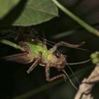 (2) Imaginalhäutung der Gemeinen Strauchschrecke (Pholidoptera griseoaptera)