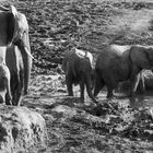 2 Impressionen Madikwe , Südafrika