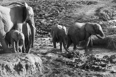 2 Impressionen Madikwe , Südafrika