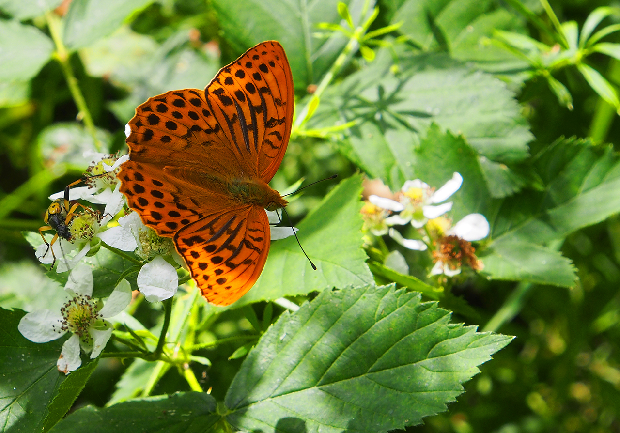 2 Insekten