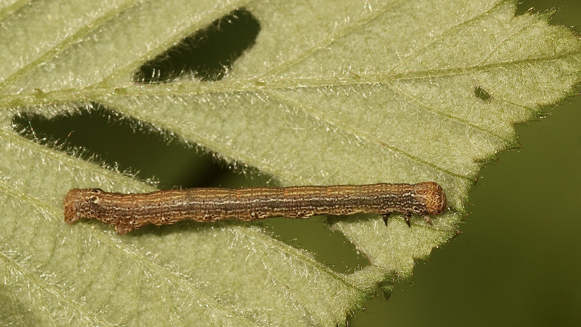 (2) Ist das eine Raupe des Großen Frostspanners (Ennomos autumnaria)???