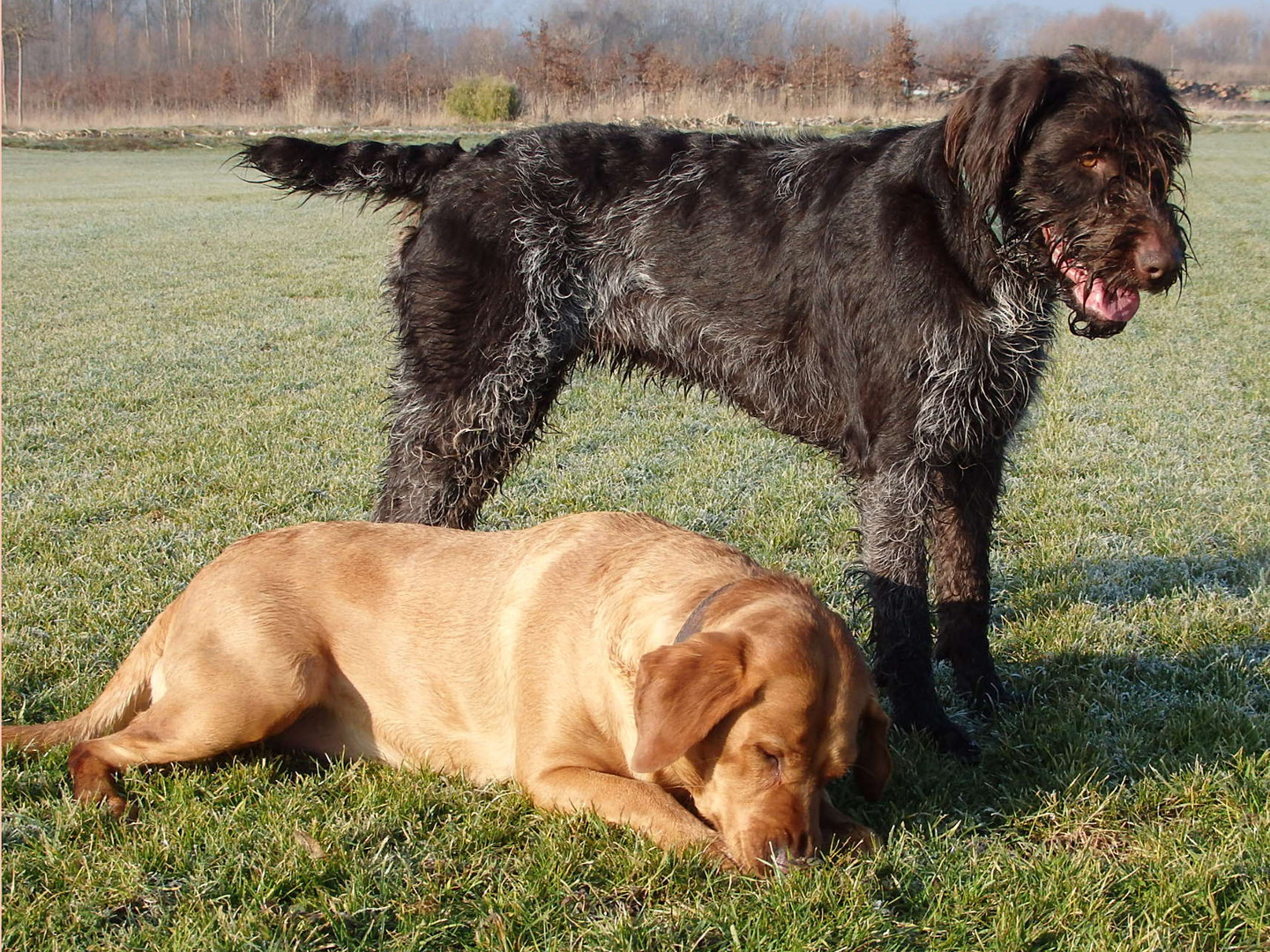 2 Jagdhunde unter sich