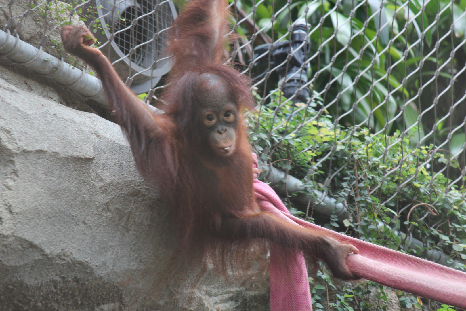 2 Jahre alter Baby Orang-Utan Surya