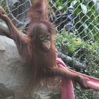 2 Jahre alter Baby Orang-Utan Surya