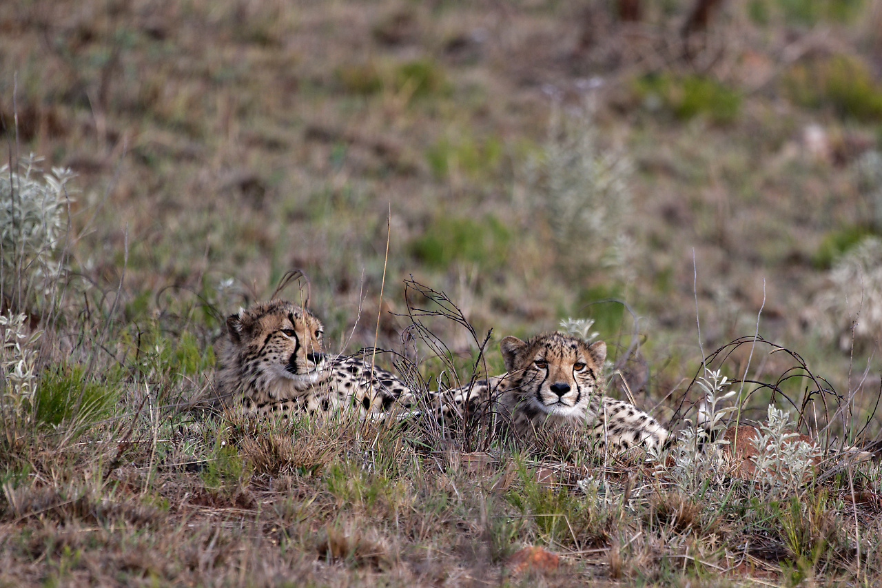 2 junge Gepardenbrüder