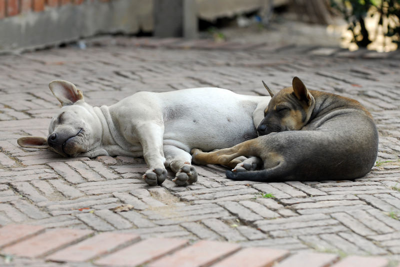 2 junge Hunde in der Tempelanlage von Ayutthaya