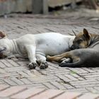 2 junge Hunde in der Tempelanlage von Ayutthaya
