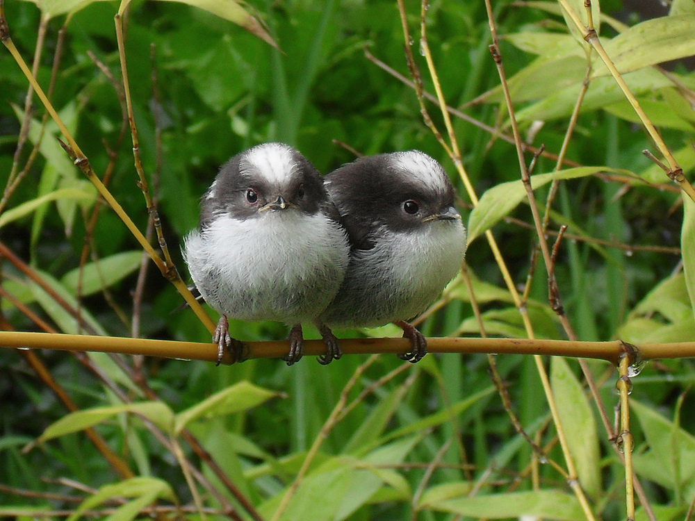 2 junge Schwanzmeisen