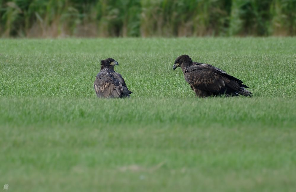 2 Junge Seeadler (Haliaeetus albicilla) ...