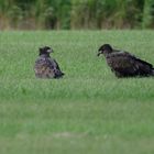 2 Junge Seeadler (Haliaeetus albicilla) ...