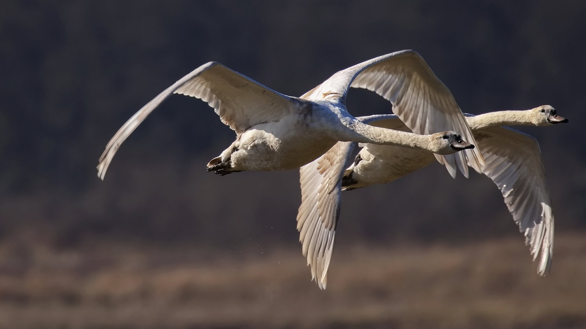 2 Jungschwäne im Vorbeiflug 