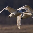 2 Jungschwäne im Vorbeiflug 