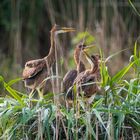 2 Jungvögel schauen dem Elterntier hinterher