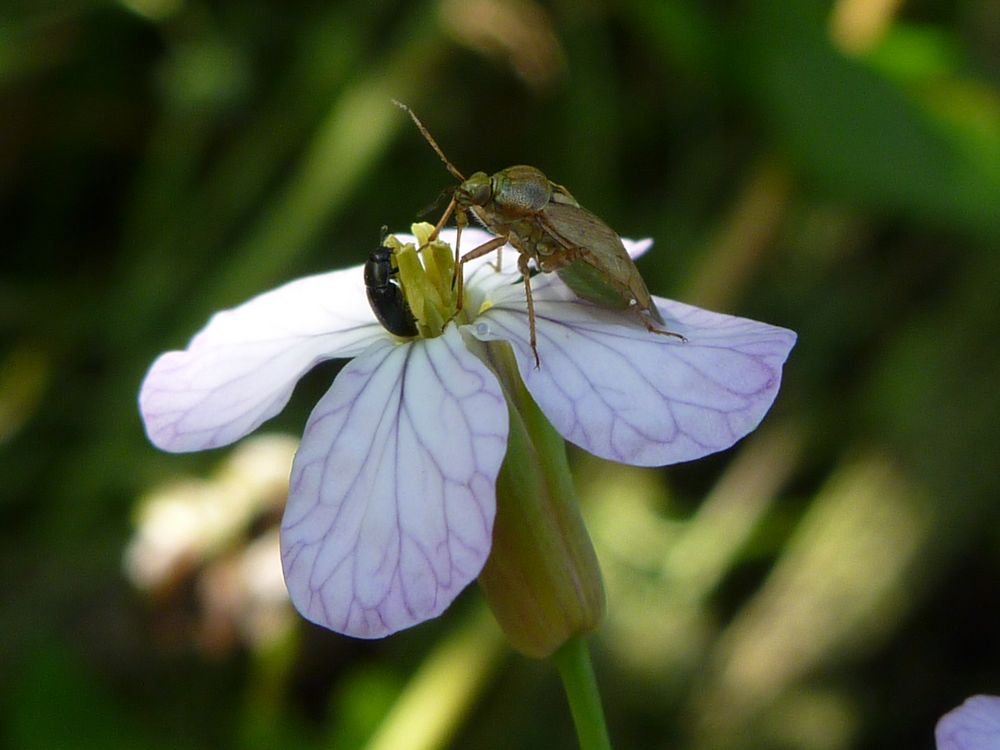 2 Käfer an einem Tisch von Lumixkarin 