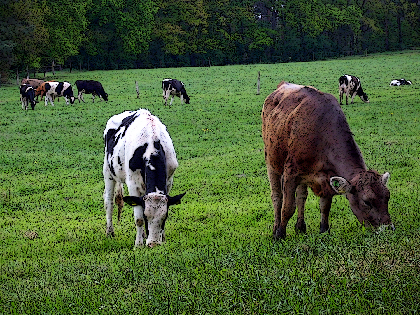 2 kälber am Gras fressen