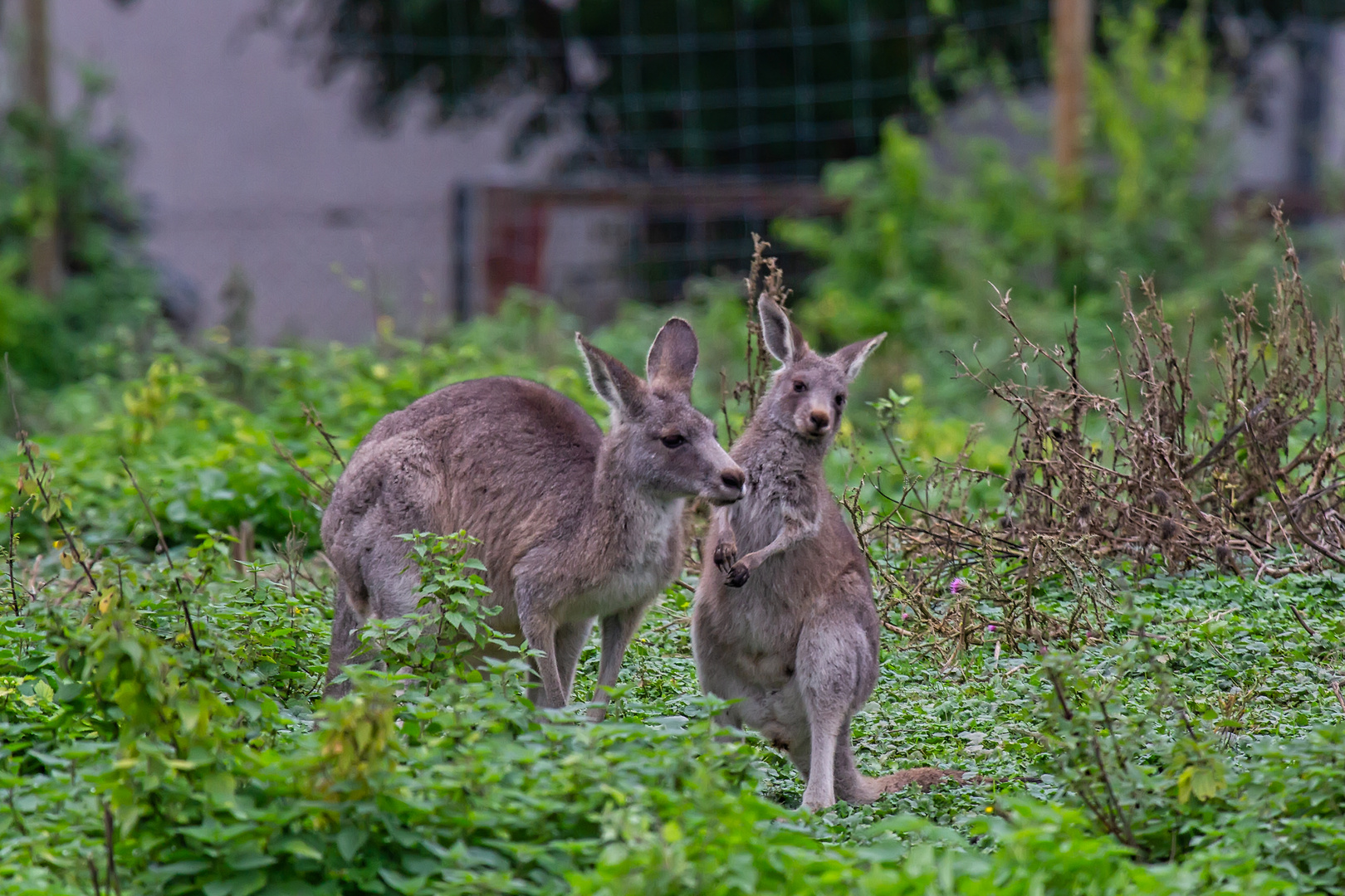 2 Kängurus inm Zoo Neuwied