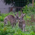 2 Kängurus inm Zoo Neuwied