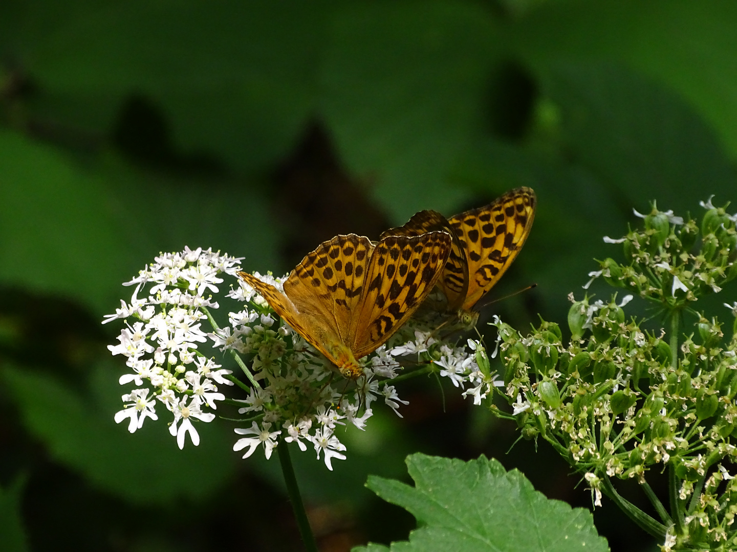 2 Kaisermäntel im Wald