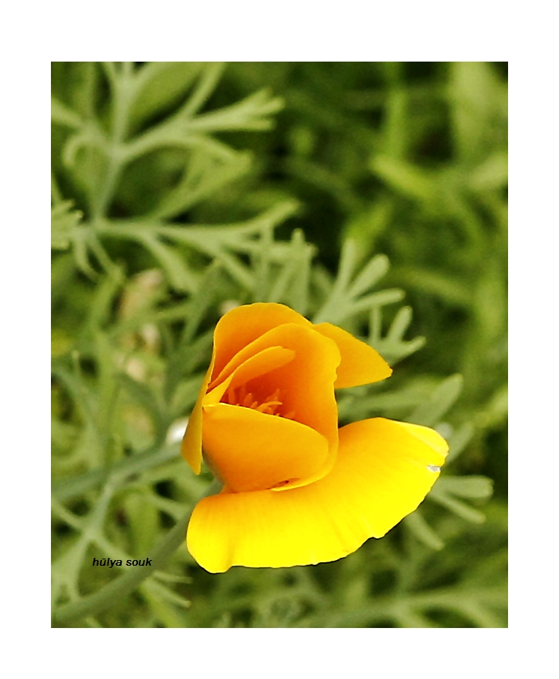 2 Kalifornischer Mohn