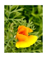 2 Kalifornischer Mohn