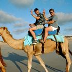2 Kamele und ein Dromedar