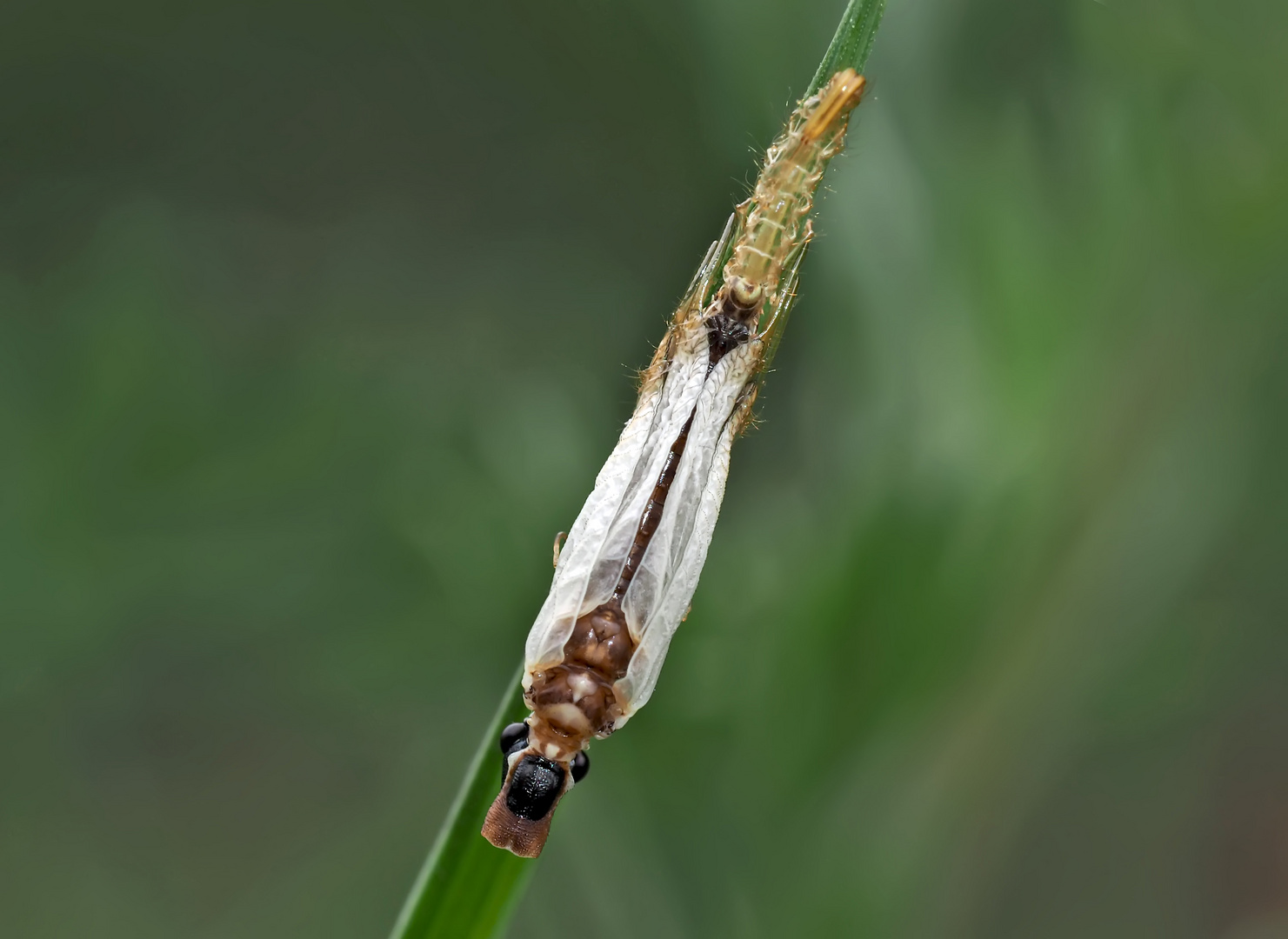 2. Kamelhalsfliege (Raphidia sp.): Metamorphose! Aufnahme 6 Minuten nach dem 1. Foto.