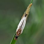 2. Kamelhalsfliege (Raphidia sp.): Metamorphose! Aufnahme 6 Minuten nach dem 1. Foto.