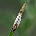 2. Kamelhalsfliege (Raphidia sp.): Metamorphose! Aufnahme 6 Minuten nach dem 1. Foto.