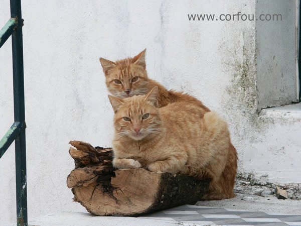 2 Katerchen auf der Insel Corfou