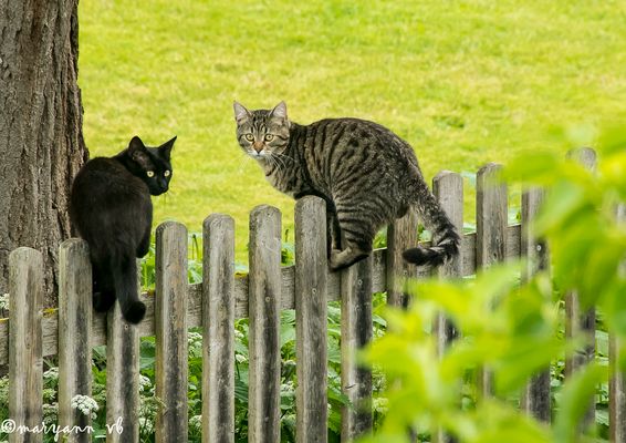 2 Katzen auf dem Zaun
