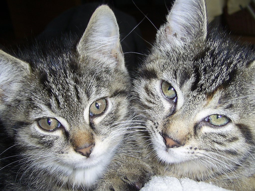 2 Katzenschwestern in Kätzchenalter