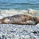 2-Kegelrobbe-Helgoland 2019